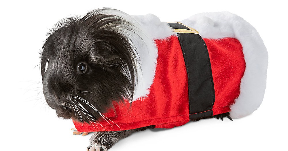 PetSmart's Christmas Costumes Will Make Your Guinea Pig the Most