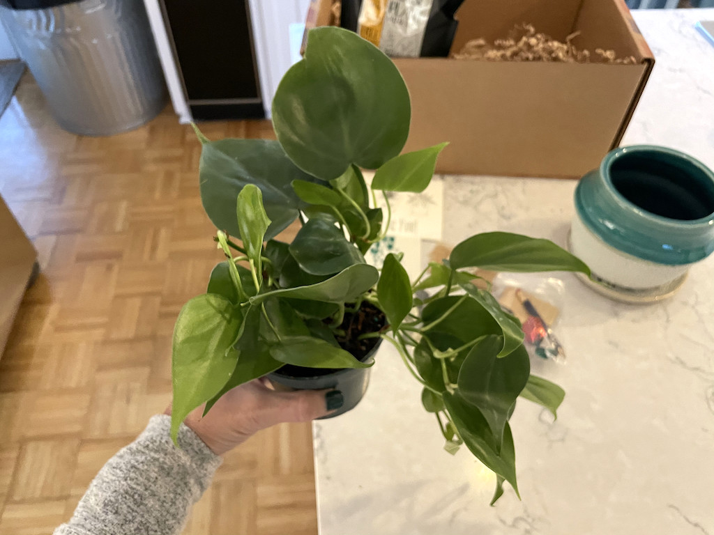 holding plant from plant of the month club