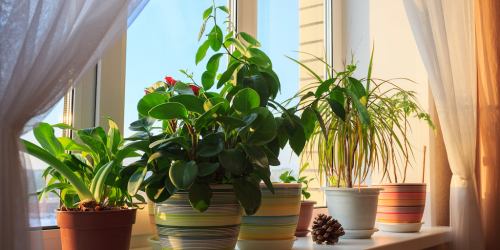Love Plants? Here are 9 of the Best Places to Buy Houseplants Online