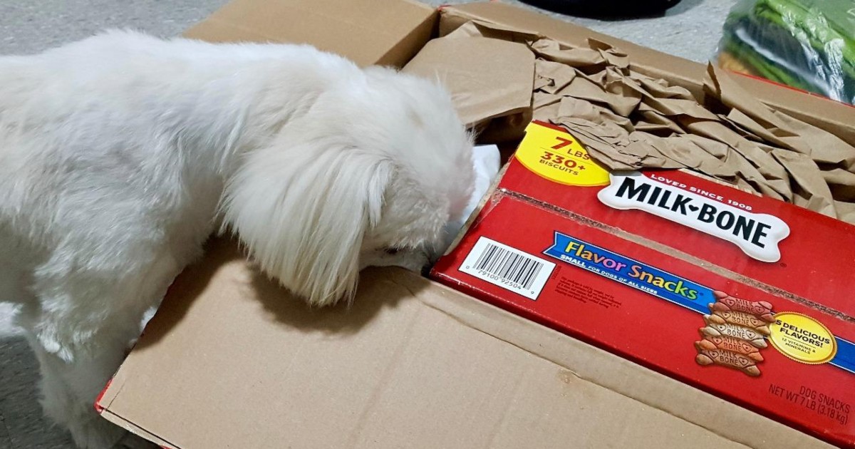white dog sniffing box of Milkbone treats