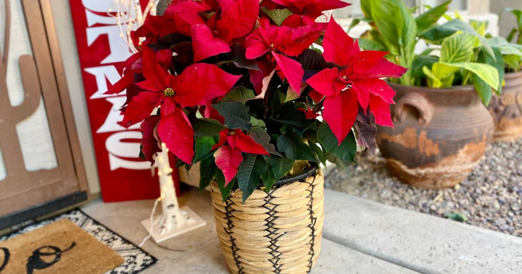 Costco Has Potted Christmas Poinsettias & Greenery from 15.99