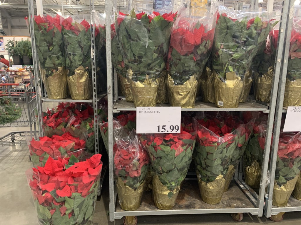 Costco Has Potted Christmas Poinsettias & Greenery from 15.99