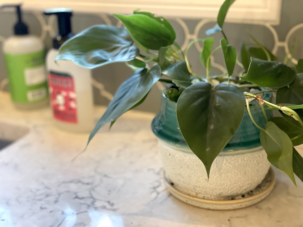 potted plant in pot on kitchen counter 