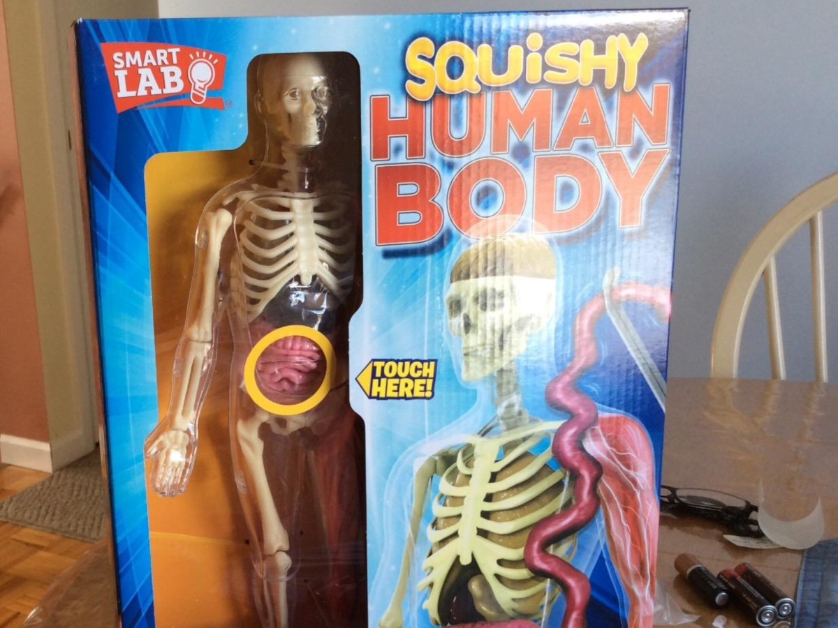 Squishy Human Body educational toy in box