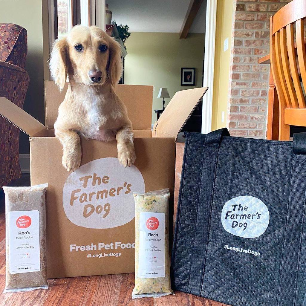 dog popping out of The Farmer's Dog box 