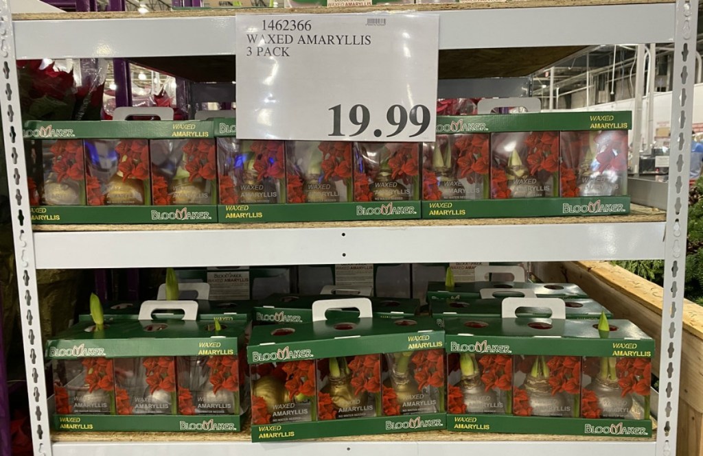 packages of amaryllis bulbs on a store shelf