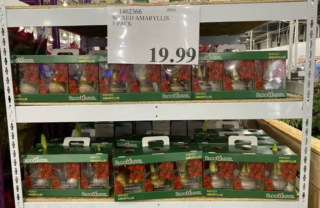 Waxed Amaryllis Bulbs 3Count Just 19.99 at Costco InStore Only