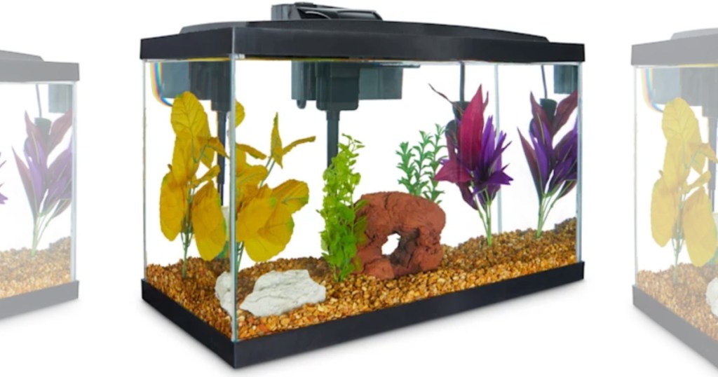 10 gallon fish tank with fish