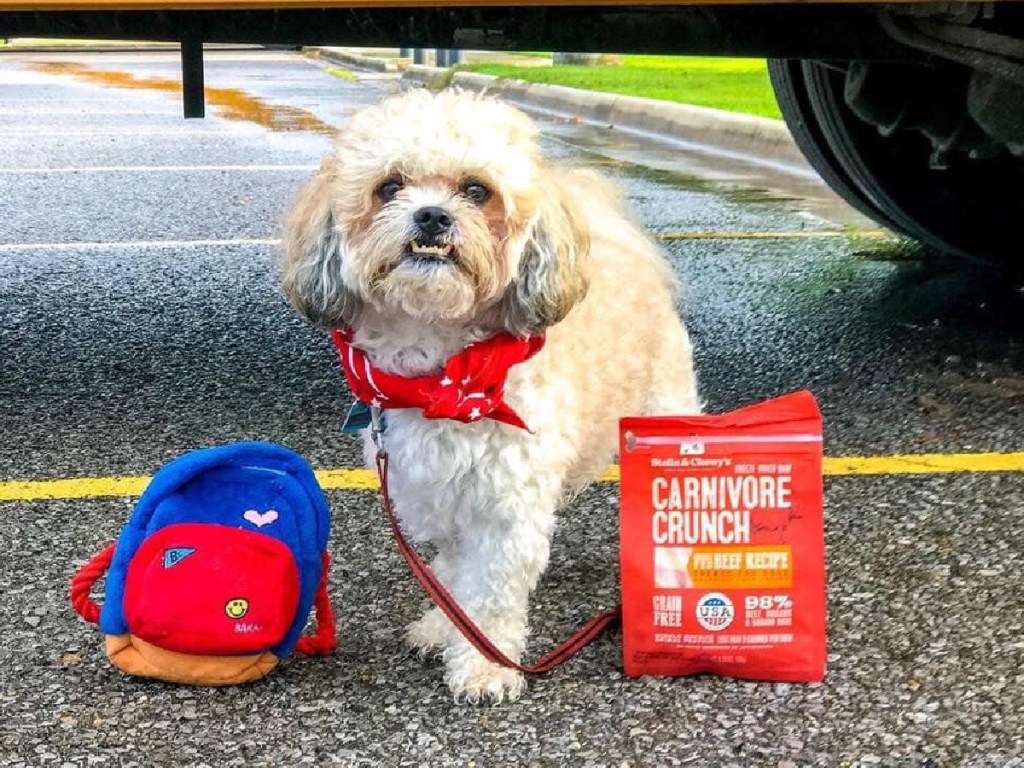 small dog standing in front of a school bus next to a bag of dog treats
