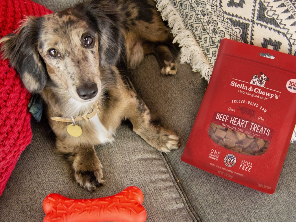 small dog sitting on a couch next to a bone and stella & chewy raw heart treats