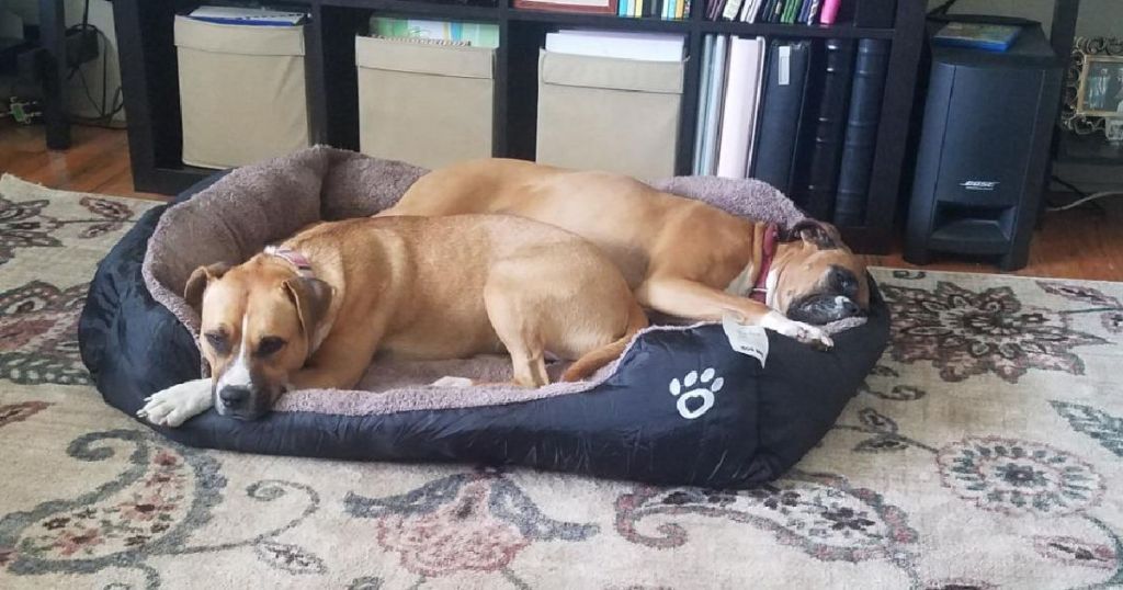 two dogs sharing a dog bed