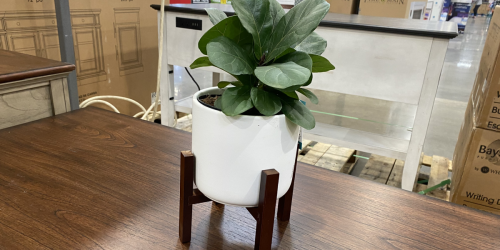 Trendy Tropical Plants in Mid-Century Modern Planters Just $16.99 at Costco