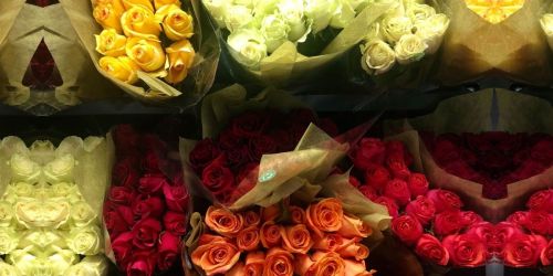 Premium 50-Count Roses Just $59.98 Shipped on Sam’s Club | Schedule Ahead for Valentine’s Day!