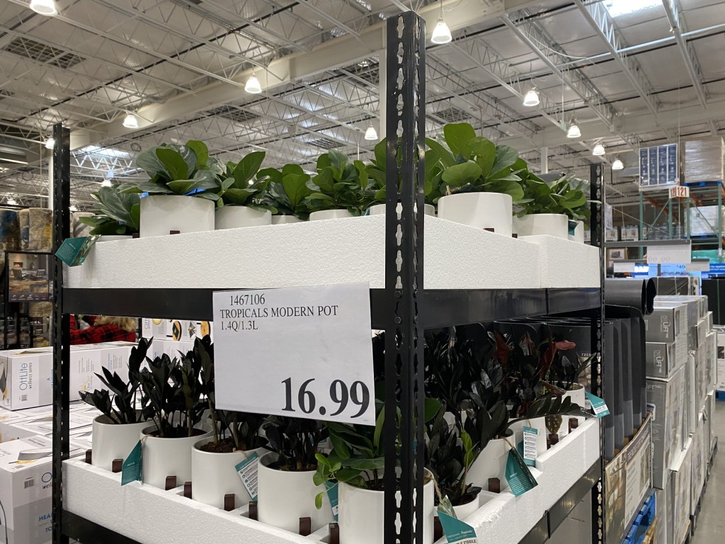 Tropical Modern Plants displayed in Costco