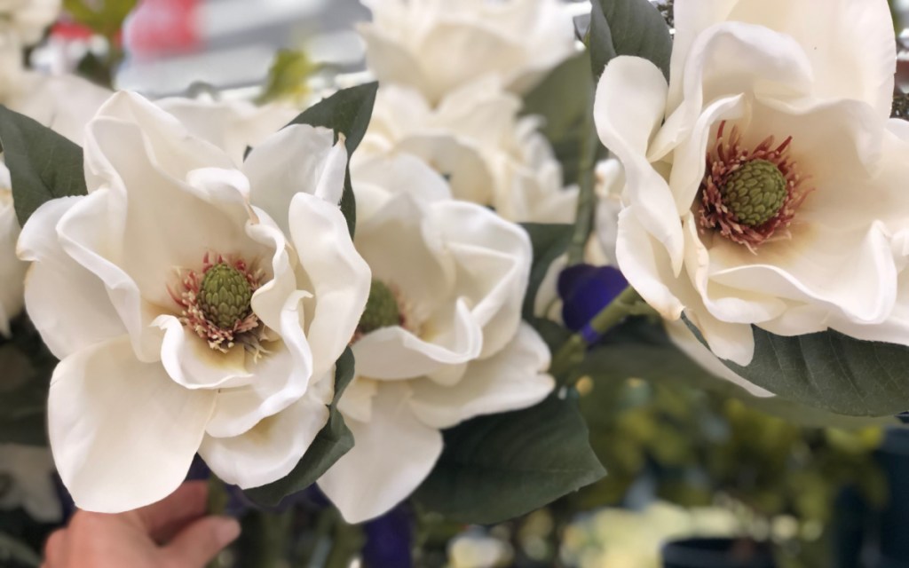 cream magnolia stems
