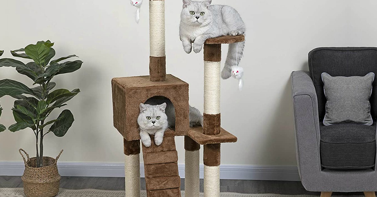 cats playing on a cat condo tree