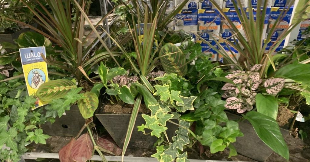 plants at Costco