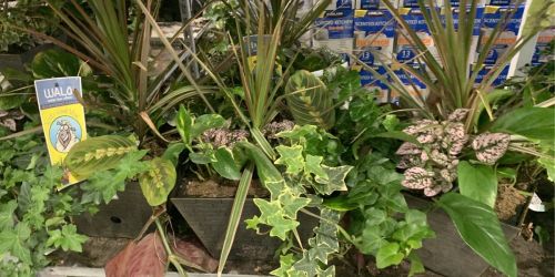 Houseplants w/ Self-Watering Pots Only $18.99 at Costco