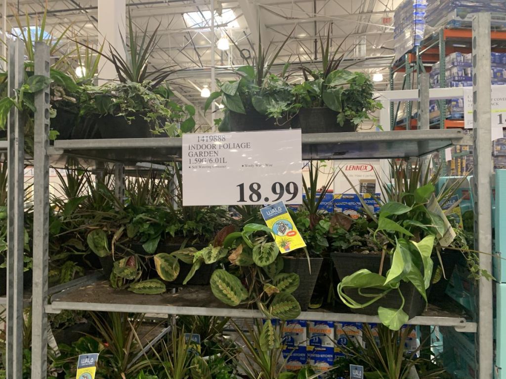 Houseplants w/ SelfWatering Pots Only 18.99 at Costco • Hip2Save