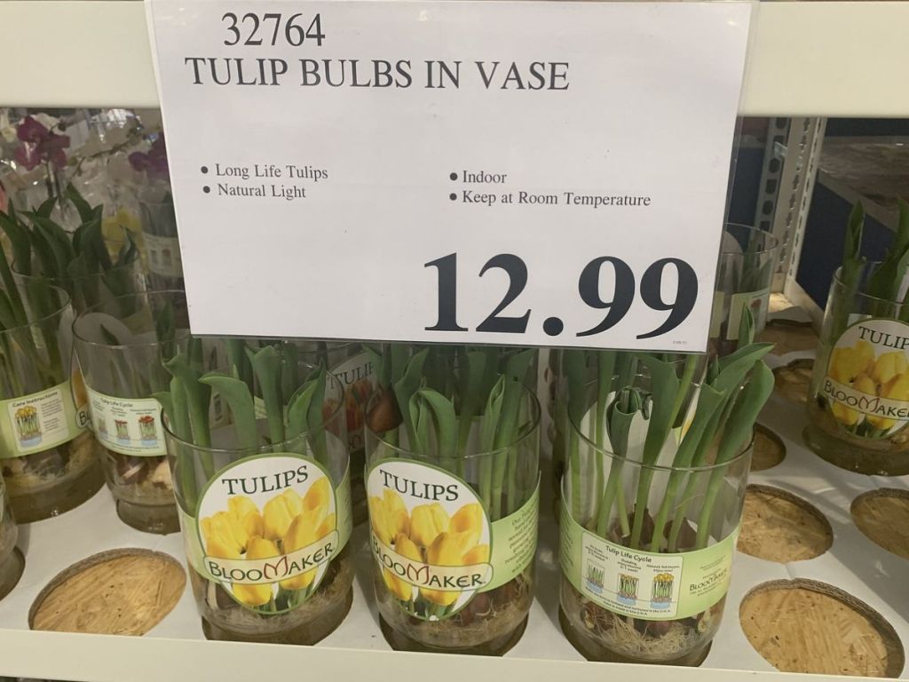 Costco Tulip Bulbs in Vase
