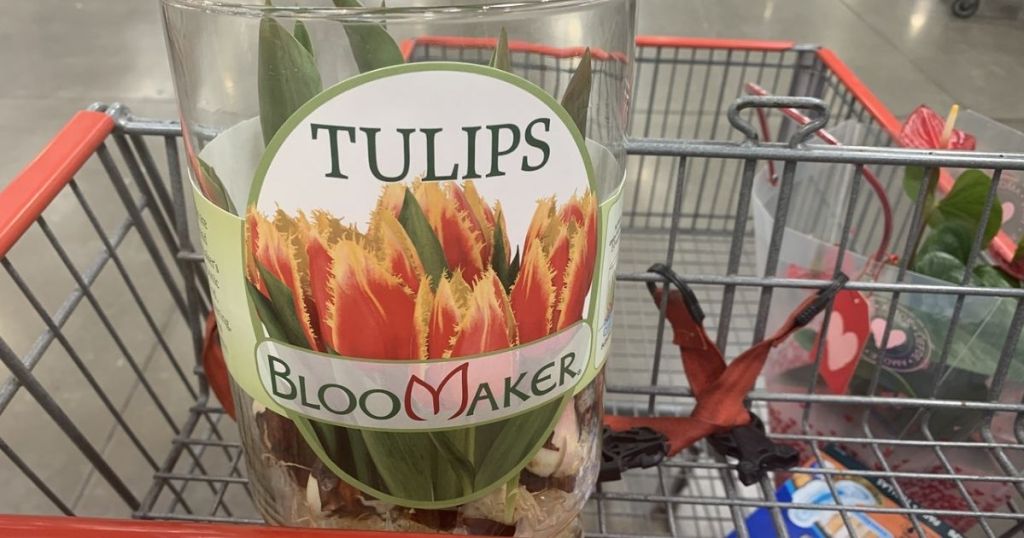 Costco Tulips in a Vase