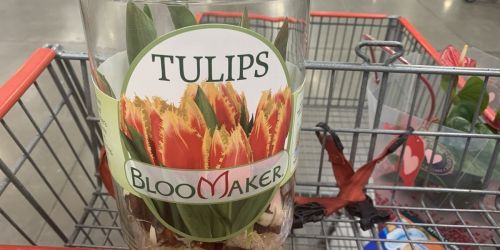 Tulip Bulbs w/ Glass Vase Only $12.99 at Costco + More Spring Flower Deals