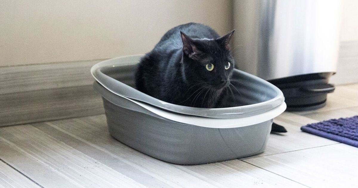 arm & hammer sifting litter box