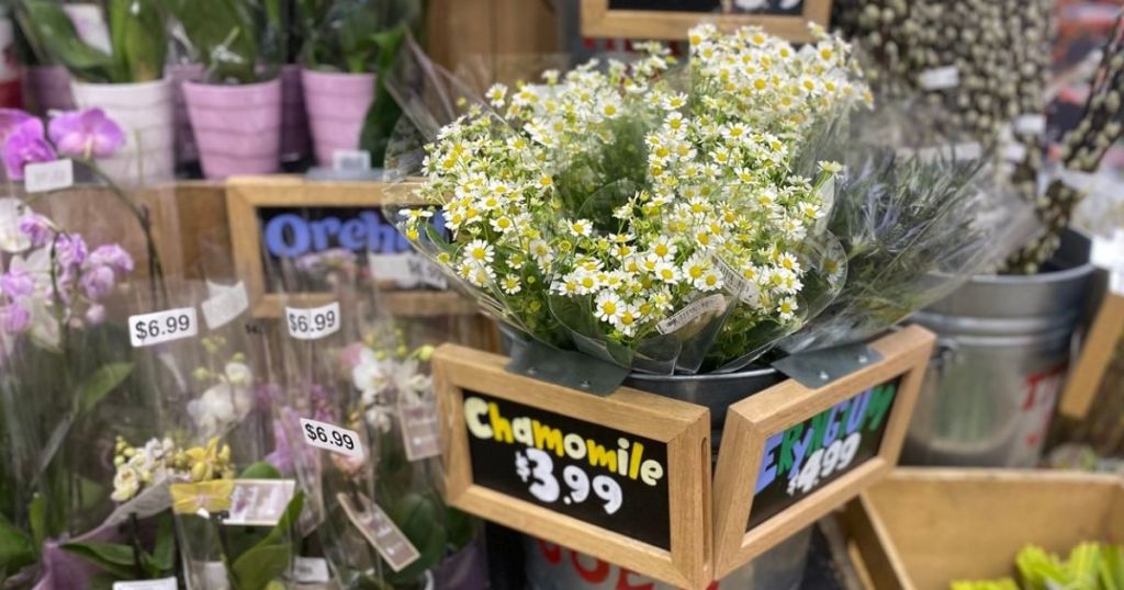 Trader Joe's Floral Department is in Full Bloom Succulents From 3