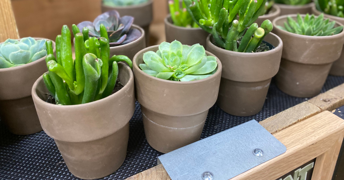 Trader Joe’s Floral Department is in Full Bloom | Succulents From $3 & More