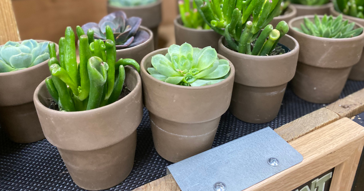 Trader Joe's Floral Department is in Full Bloom | Succulents From $3 & More