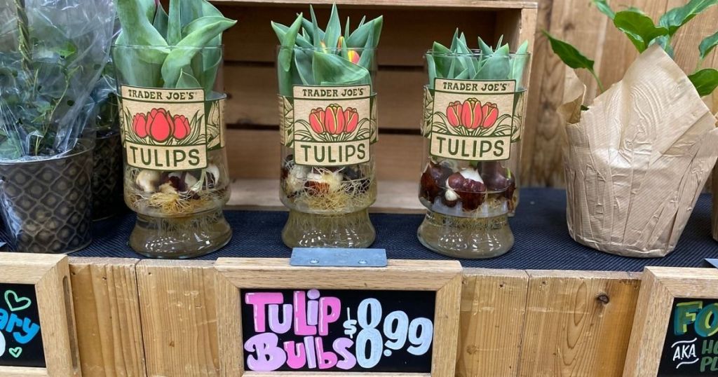Trader Joe's Tulip Bulbs on display
