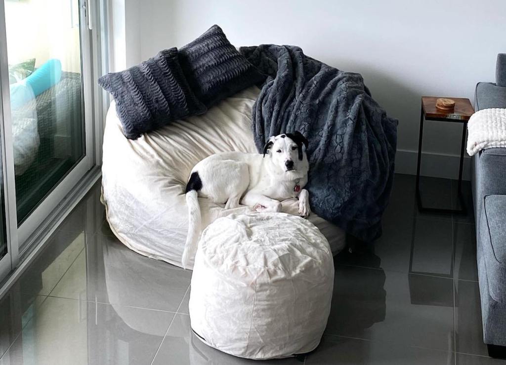 dog sitting on huge white bean bag chair with matching ottoman