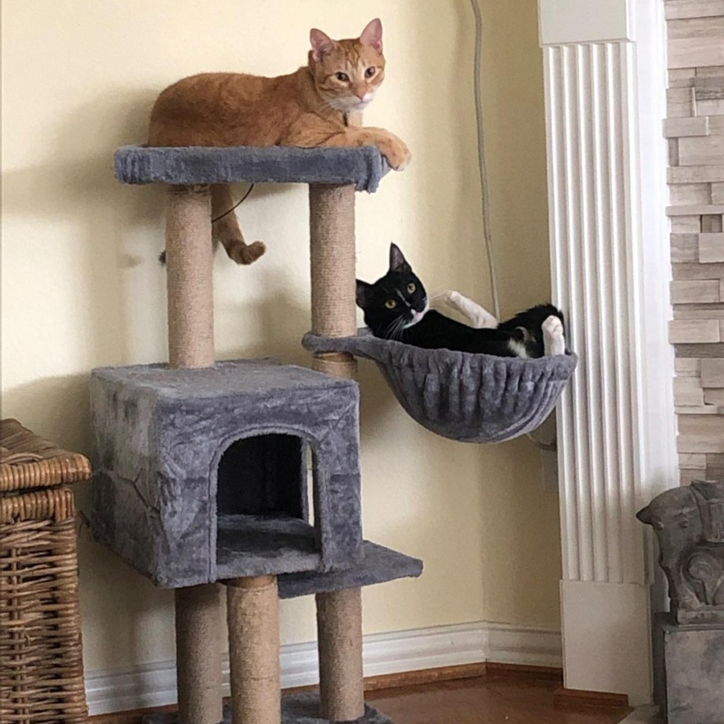 2 cats in gray cat tree