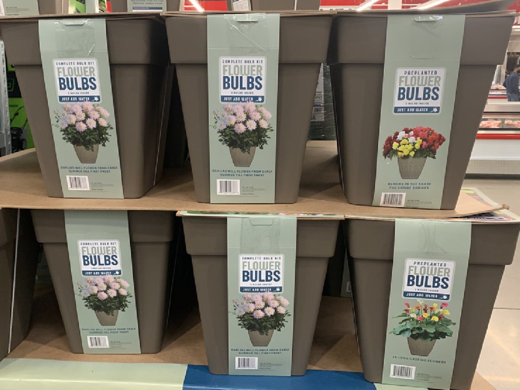 Spring Plants & Bulbs from 13.99 at Costco Flower Kits, Lavender