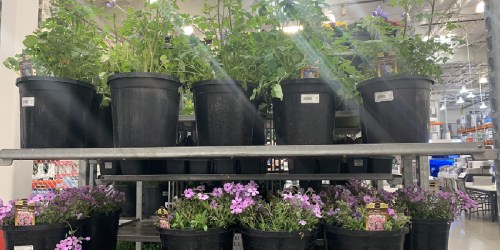Spring Plants & Bulbs from $13.99 at Costco | Flower Kits, Lavender Tree & More