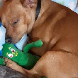 Gumby Plush Squeaky Dog Toy Only $2.79 on Amazon