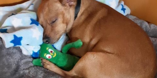 Gumby Dog Toy Only $2.53 on Amazon | Over 36,000 5-Star Ratings!