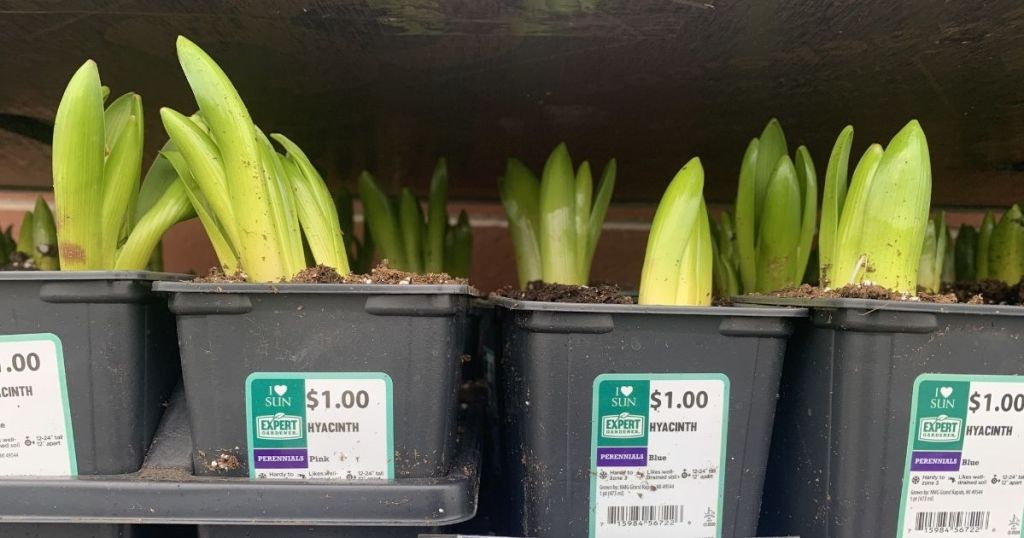 Hyacinths on a shelf at Walmart
