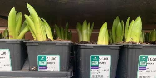 Get Ready for Spring Planting with Flowers Starting at Just $1 at Walmart