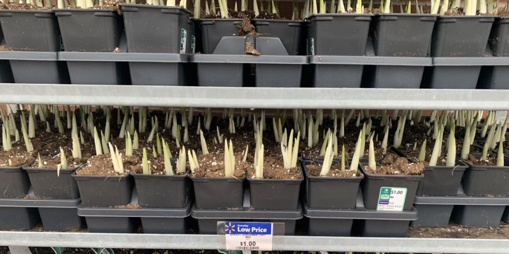 iris plants at Walmart