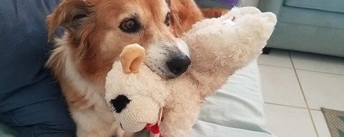 dog holding a lambchop toy in its mouth