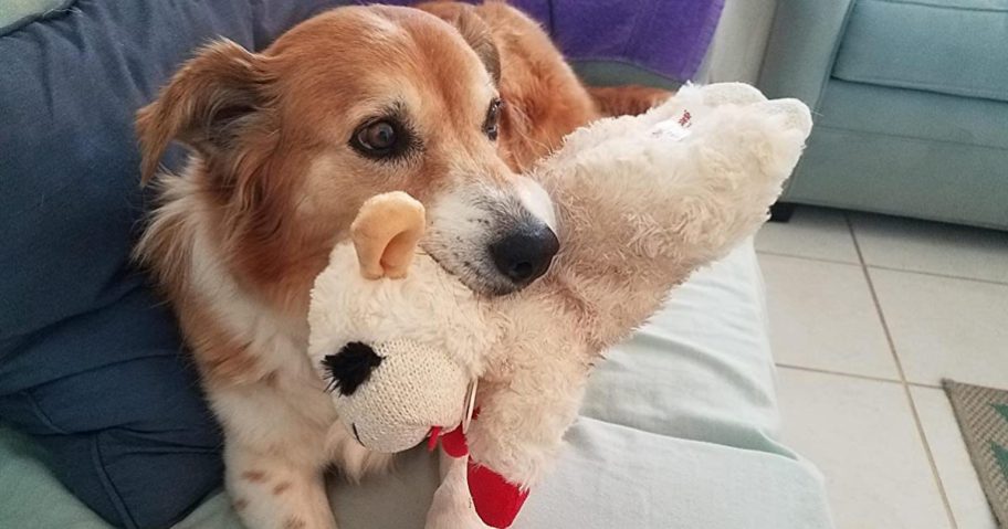 dog holding a lambchop toy in its mouth