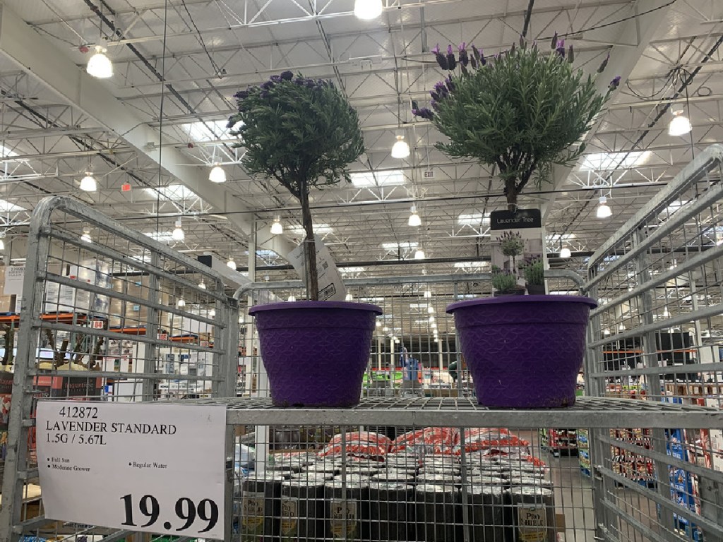 Spring Plants & Bulbs from 13.99 at Costco Flower Kits, Lavender