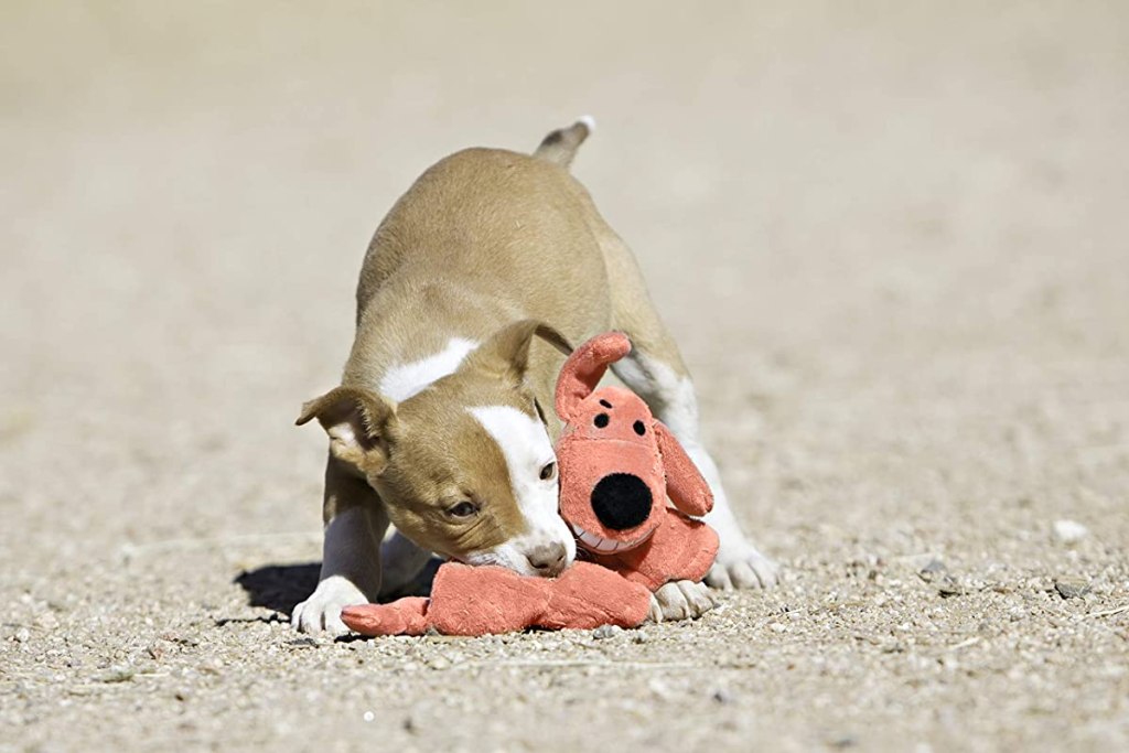 dog playing with a toy