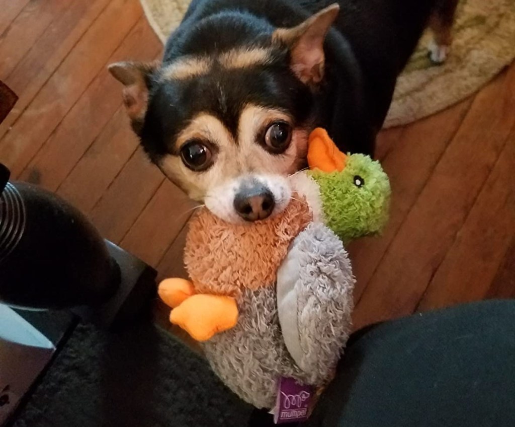 dog holding a plush duck