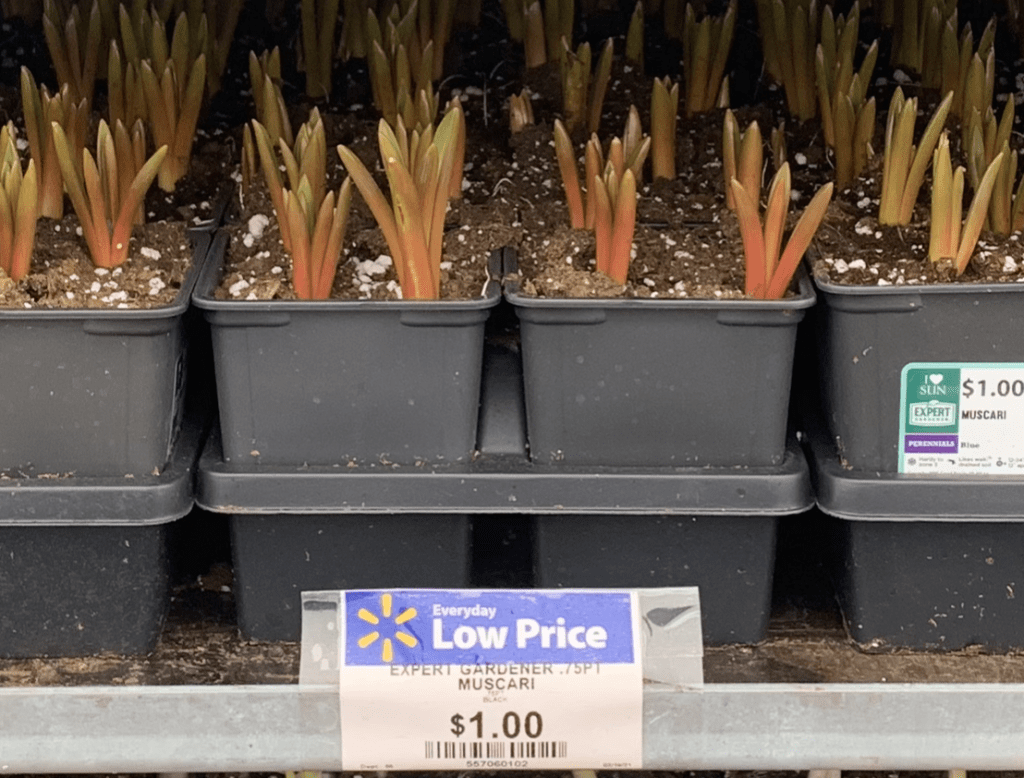 plants at Walmart
