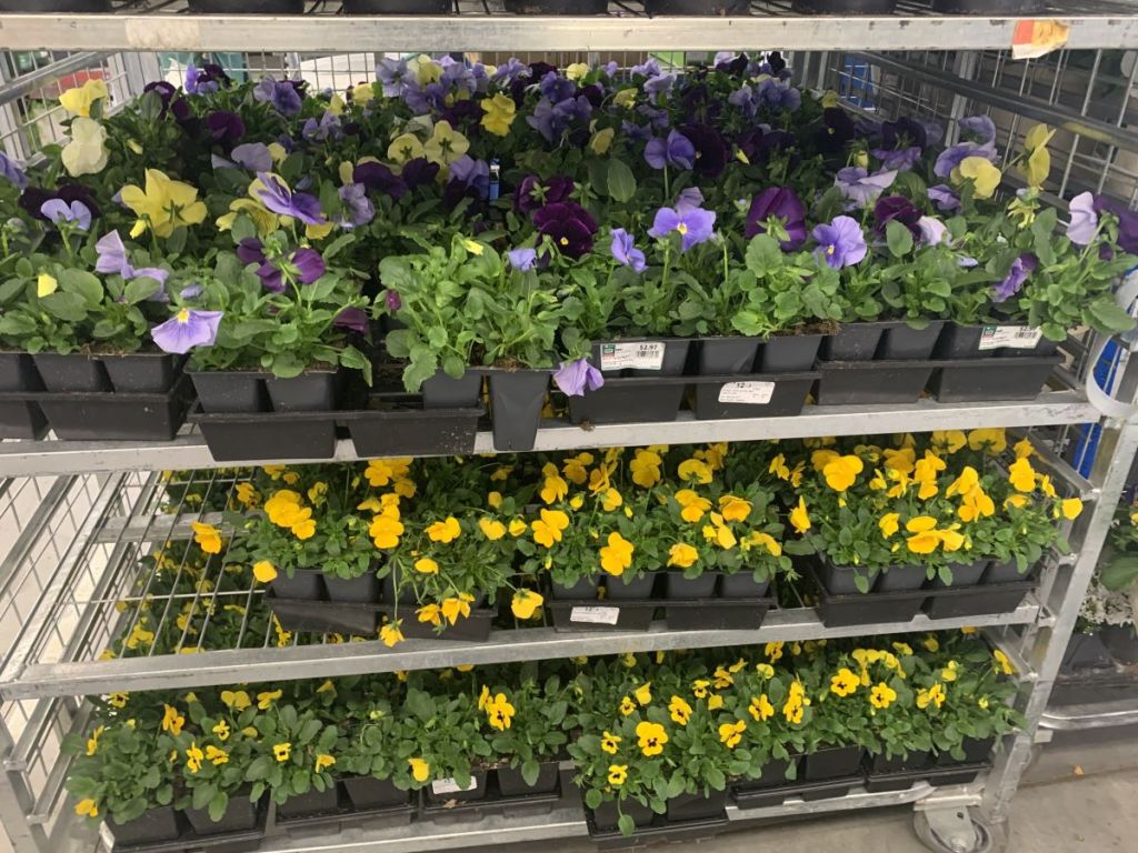 flowers on a cart at Walmart