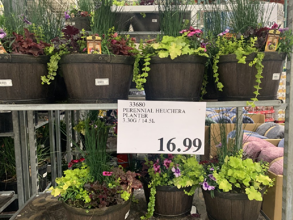 Spring Plants & Bulbs from 13.99 at Costco Flower Kits, Lavender