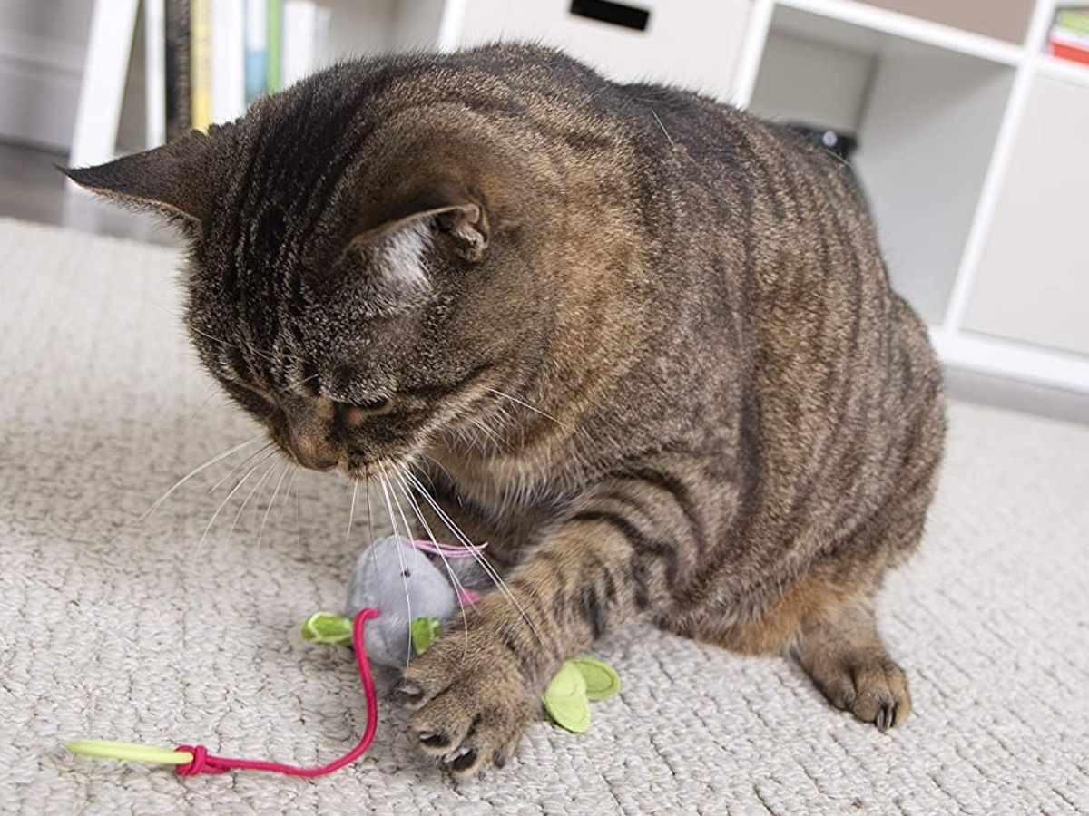 smarty cat toy mouse