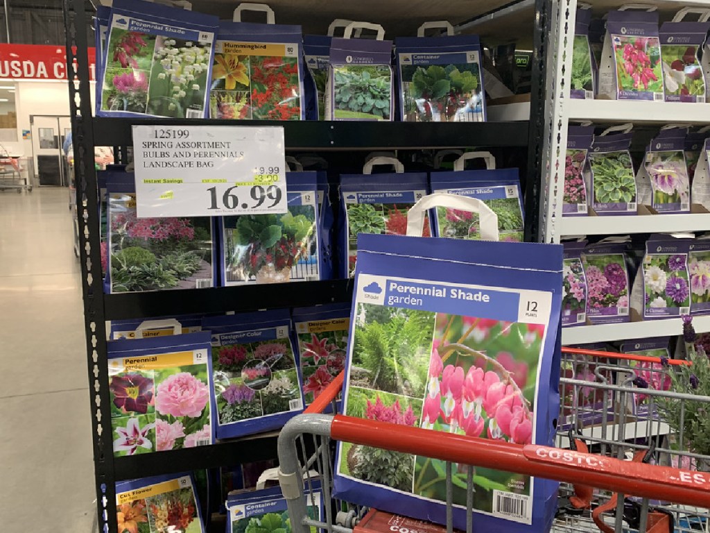 Spring Plants & Bulbs from 13.99 at Costco Flower Kits, Lavender